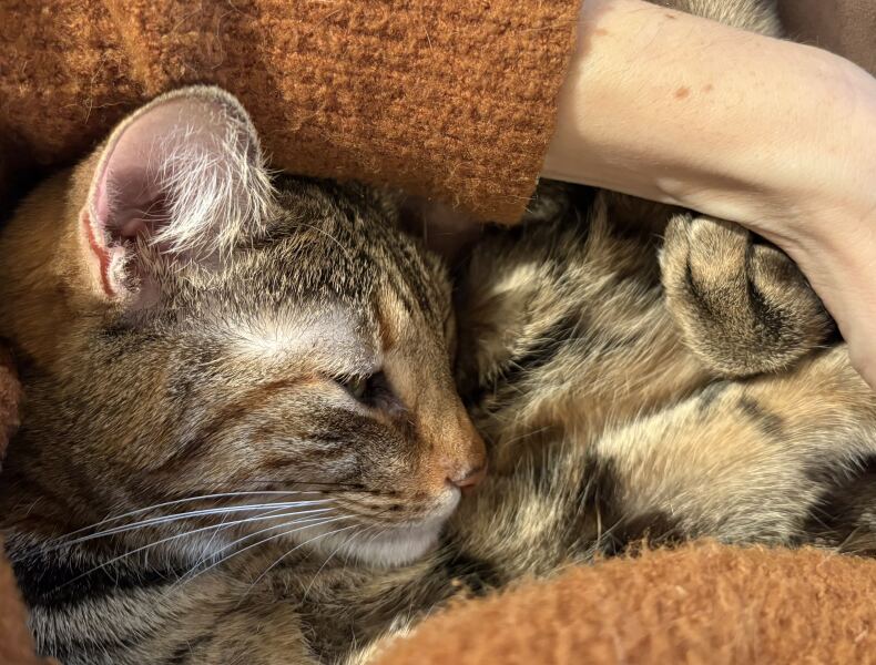 Carry On Catting - the Excellent Cats do what they do best