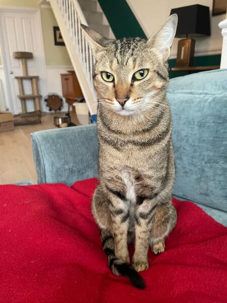 How do you create a routine for a cat?