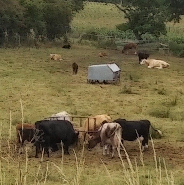 Thread 42 Starmer : Du drikker en kop te, og så tænker du lidt over alting