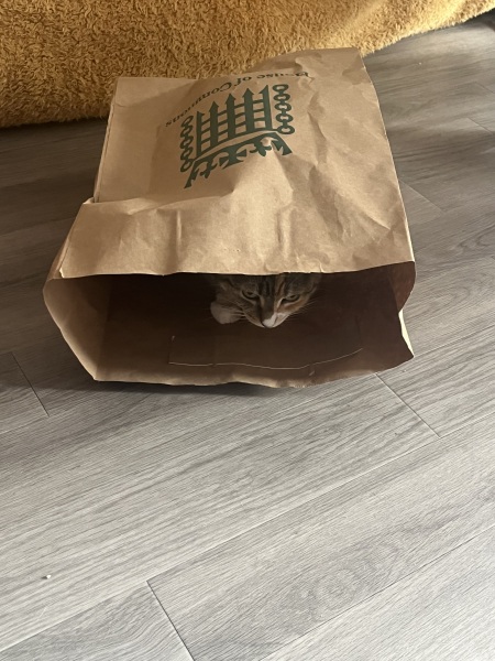 The Bluestocking Women’s Pub: Where Clever Women Sit and Think, While Gerbils Run the Bar.