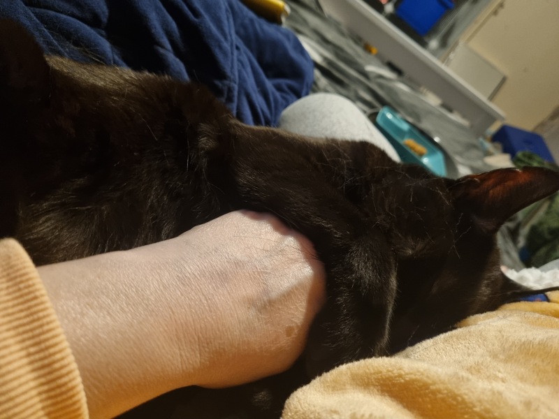 Carry On Catting - the Excellent Cats do what they do best