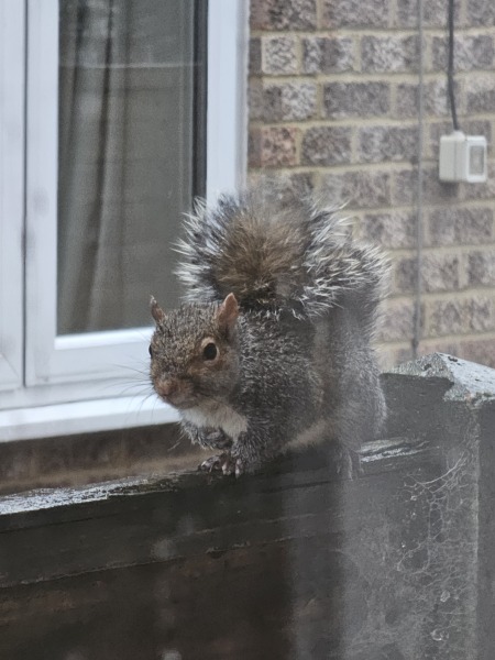 Thread 42 Starmer : Du drikker en kop te, og så tænker du lidt over alting