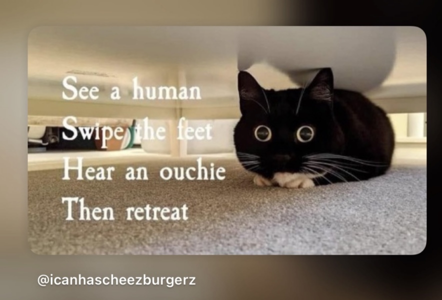 Carry On Catting - the Excellent Cats do what they do best