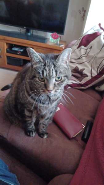 To ask you to try an experiment with your cat? 😁