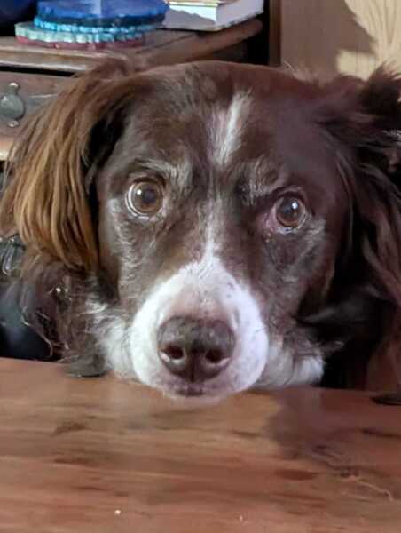 Has anyone had a good experience with a rescue dog?