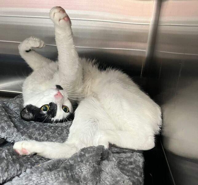 Carry On Catting - the Excellent Cats do what they do best