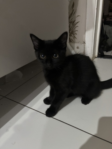 Who wants to wait whilst my kittens are born!