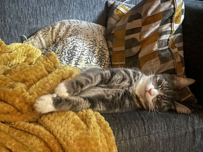 Kitten cuteness