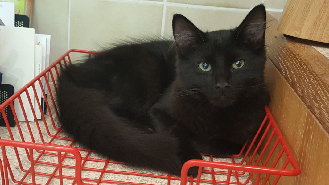 Kittens on worktops