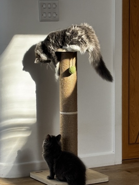 How big will my kitten get?