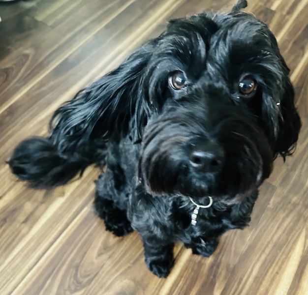 Cockapoo Owners: please tell me it gets better?!