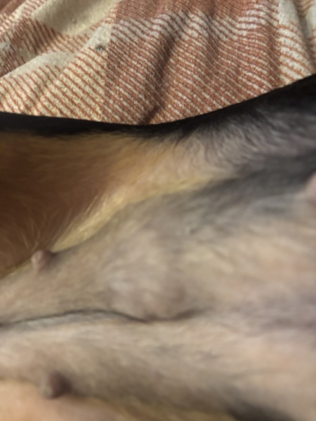 My dog has a swollen breast any ideas?