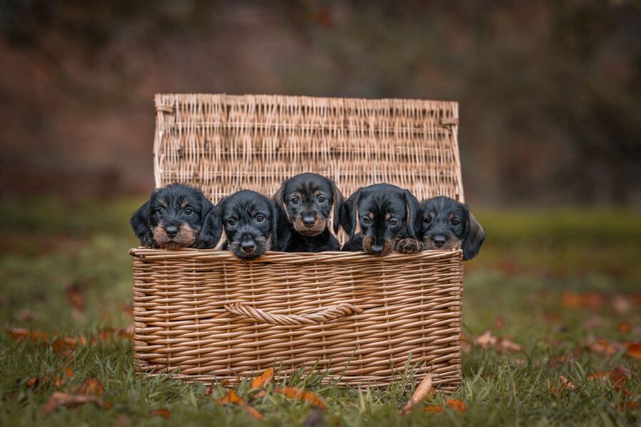 Thread 43 Starmer : il ritorno della luce e la semina del Lathyrus odoratus
