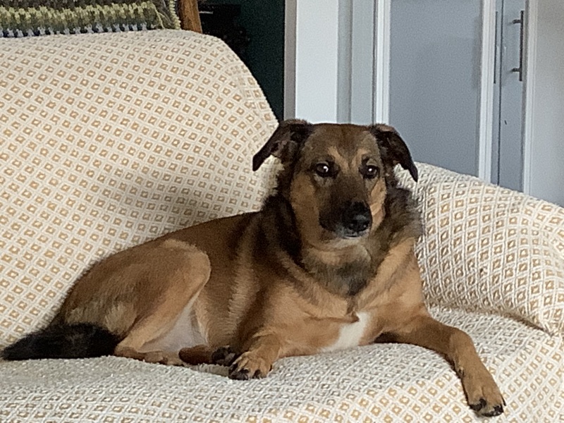 Has anyone had a good experience with a rescue dog?