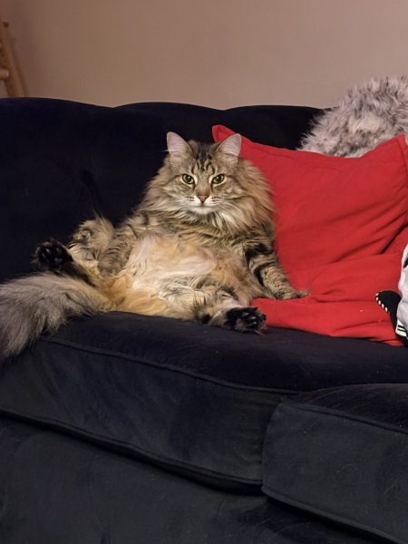 To ask you to try an experiment with your cat? 😁