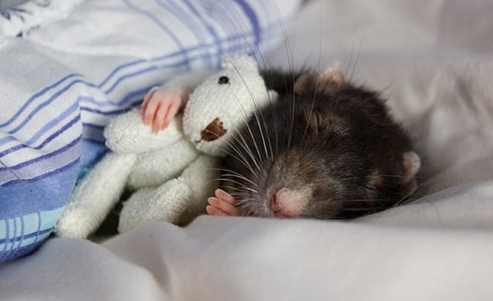 The Bluestocking Women’s Pub: Where Clever Women Sit and Think, While Gerbils Run the Bar.