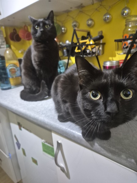 Kittens on worktops