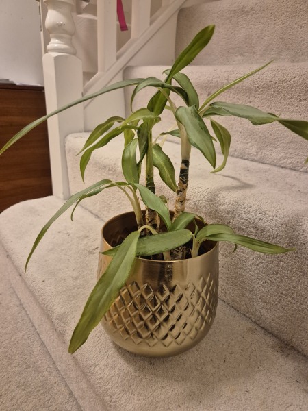 Please tell me what plant this is and where it wants to live