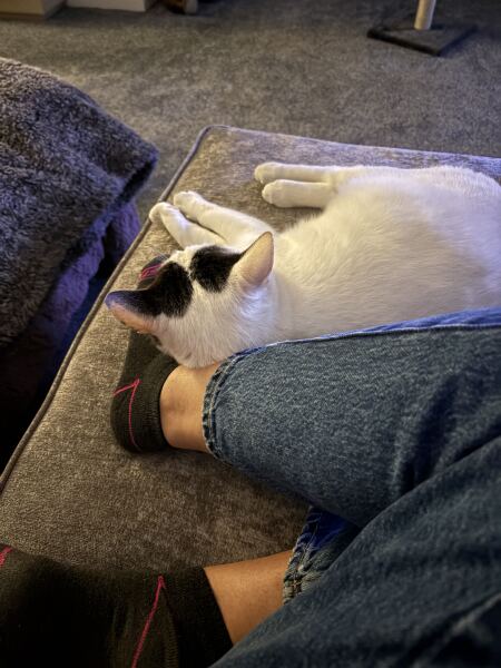 Velcro cat