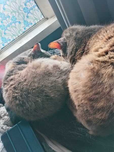 The Excellent Cats welcome the new year by planning an expedition in search of 'She who must not be named'