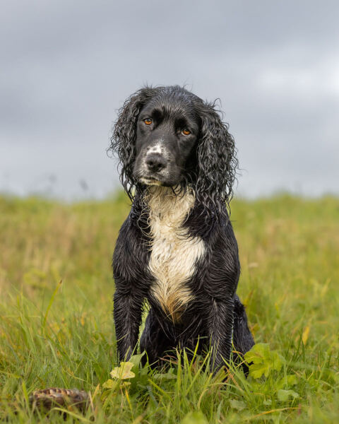I’m (apparently) a bad dog owner because…