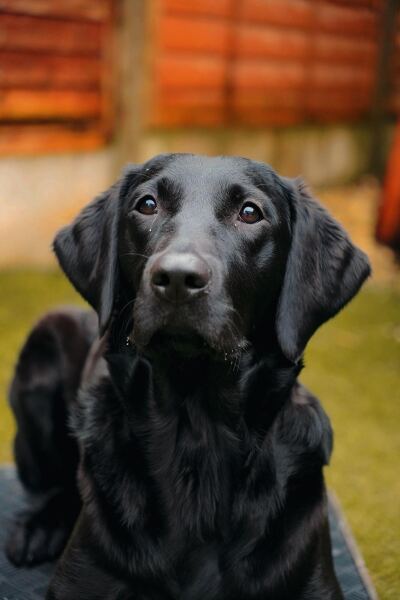 To ask for your advice - blocked toilet, broken soil pipe under house, autistic DD and new dog!