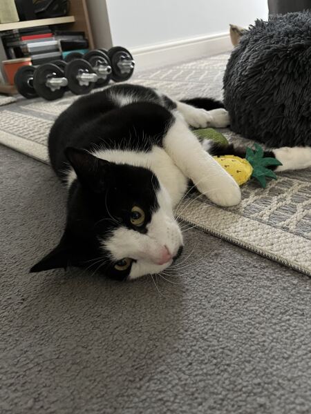 Mexican standoff - it'll be me giving in first, won't it?
