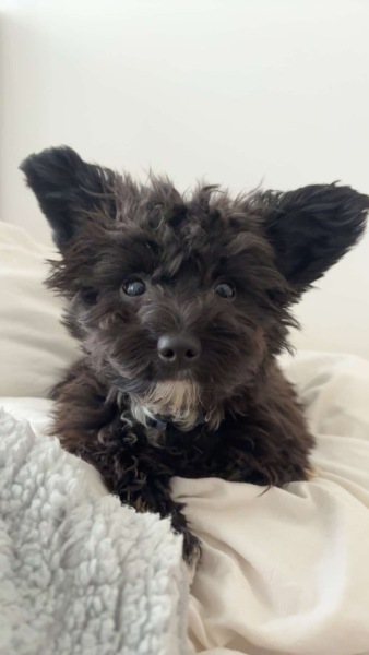 Puppy Survival Thread Autumn 2025 - all welcome!