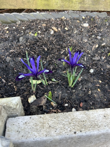What have you done in the garden today? Part 7