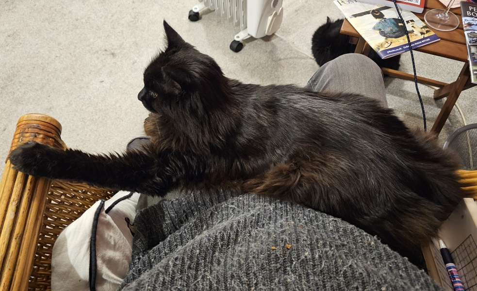 Velcro cat