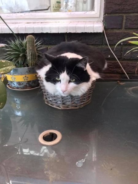 Carry On Catting - the Excellent Cats do what they do best