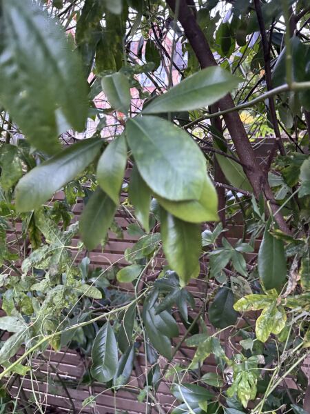 Plant identification