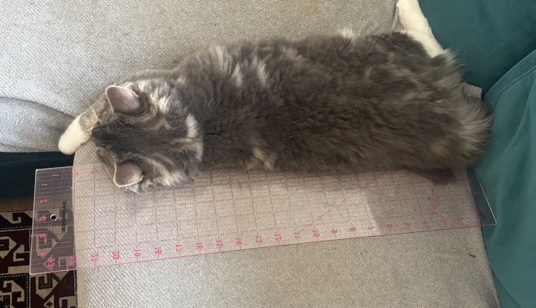 How big will my kitten get?