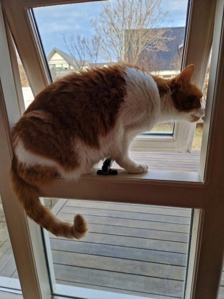 The Excellent Cats welcome the new year by planning an expedition in search of 'She who must not be named'