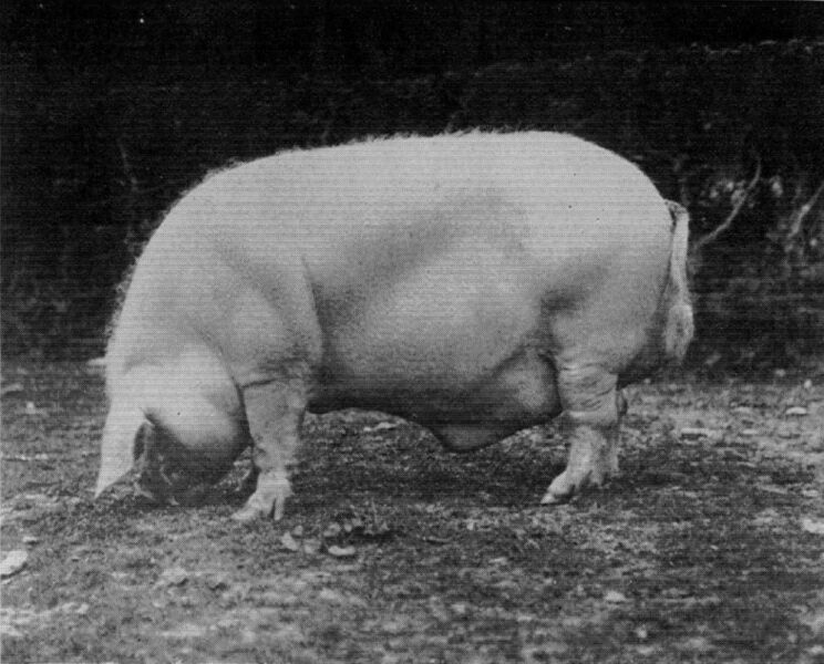 The Bluestocking Inn, cocktails and cocoa and all