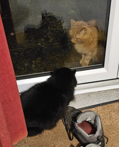 The Excellent Cats welcome the new year by planning an expedition in search of 'She who must not be named'