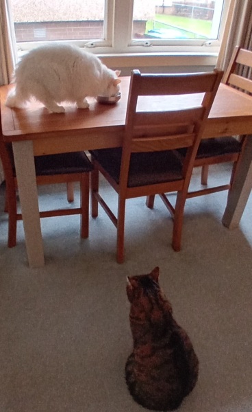 The Excellent Cats welcome the new year by planning an expedition in search of 'She who must not be named'