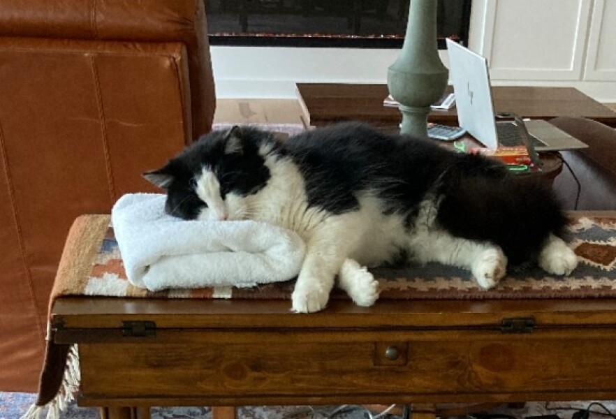 Are your cats training for any careers?