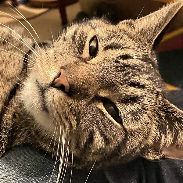 To ask you to try an experiment with your cat? 😁