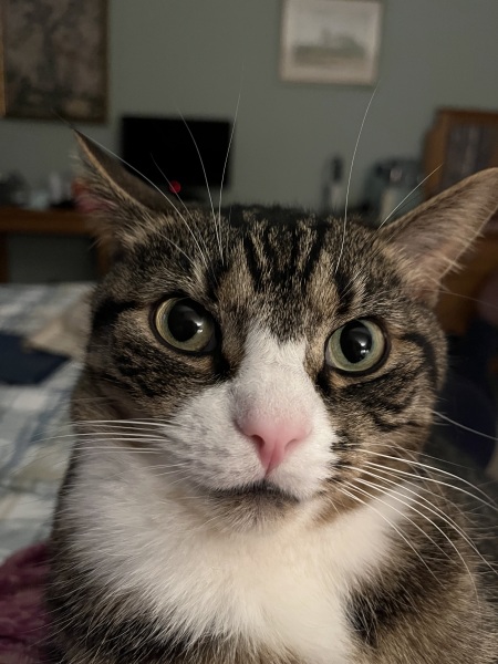 Thread 43 Starmer : il ritorno della luce e la semina del Lathyrus odoratus