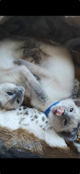 Kitten cuteness