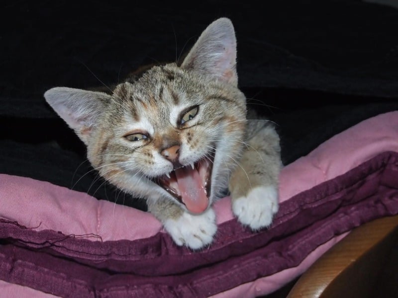 Thread 43 Starmer : il ritorno della luce e la semina del Lathyrus odoratus