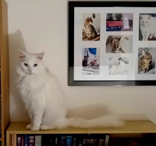 The Excellent Cats welcome the new year by planning an expedition in search of 'She who must not be named'