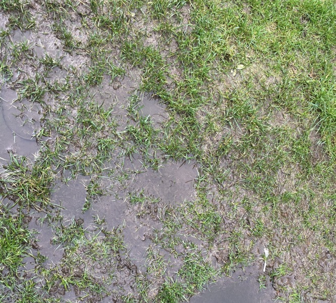 What have you done in the garden today? Part 7