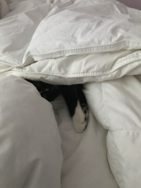 Carry On Catting - the Excellent Cats do what they do best