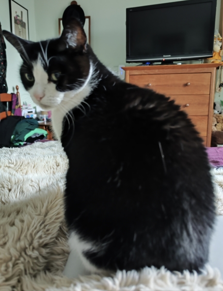 Please talk to me about your indoor cat feeding schedule