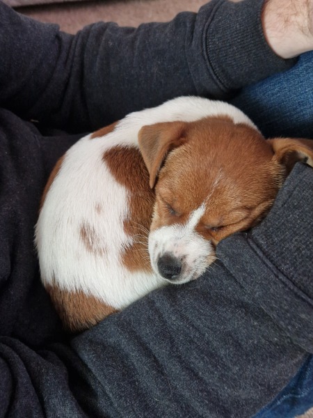 Puppy Survival Thread Autumn 2025 - all welcome!