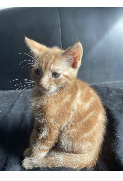 Kitten cuteness