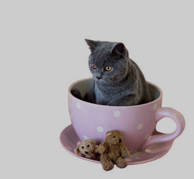 So if your cat's tail went in your tea...