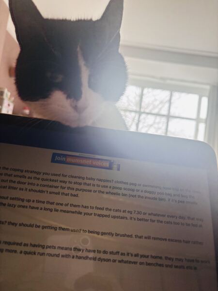 Pet cats making my hate my home